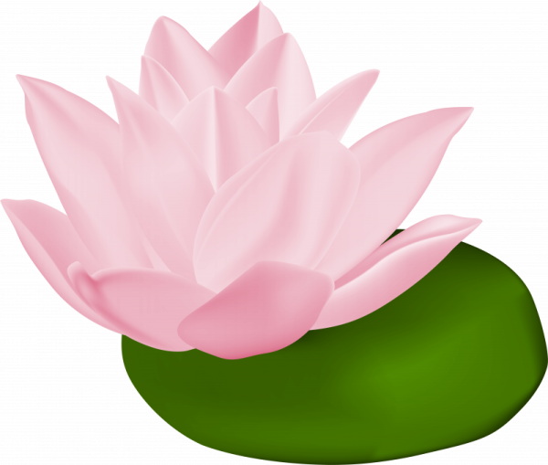 Лотос кувшинка водяная Лилия на белом фоне