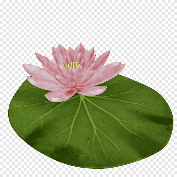 Лотус листья