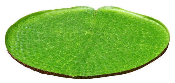 Листья лотоса