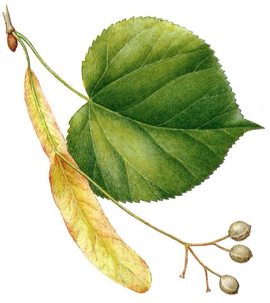 Tilia maximowicziana