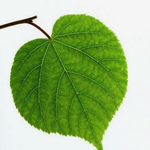 Листья липы листья липы