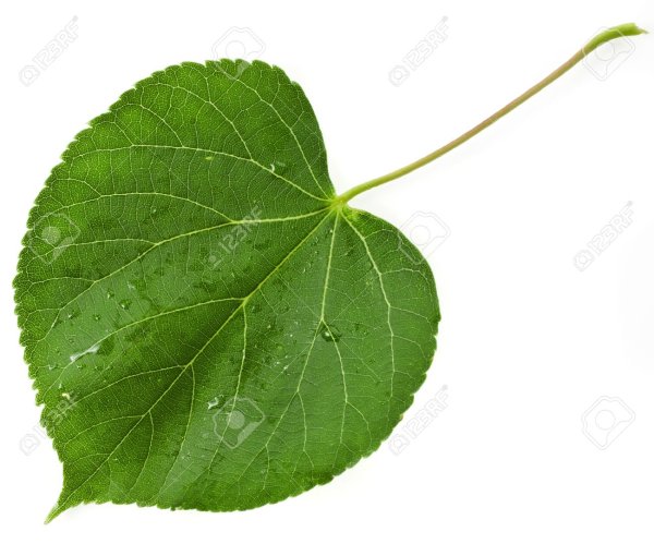 Лист липы для детей