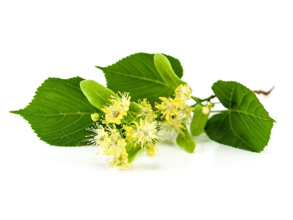 Веточка липы