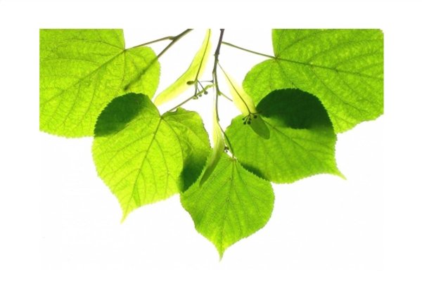 Листок липы