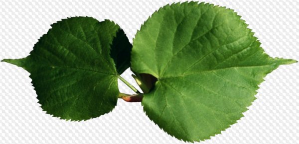 Листок липы