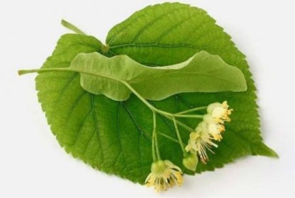 Липа остролистная листочек