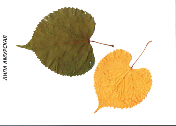 Лист липы гербарий