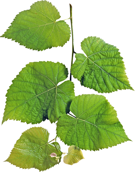 Листья березы и липы