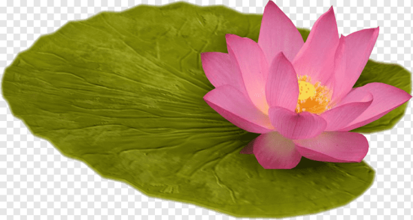 Листок кувшинки