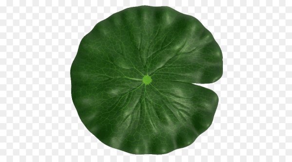 Лист кувшинки