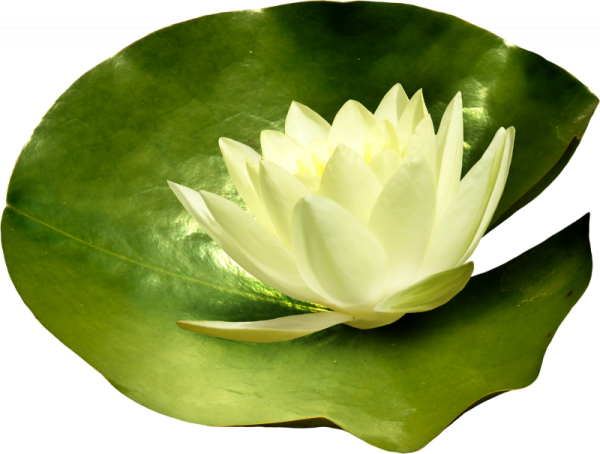 Кувшинка без фона