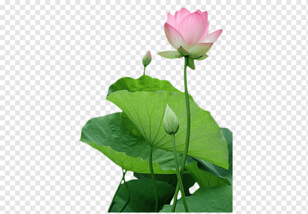 Листья лотоса