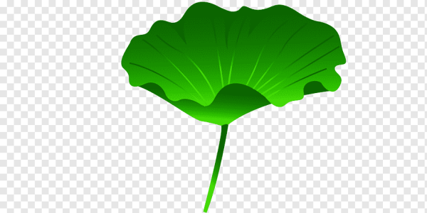 Гинкго билоба вектор