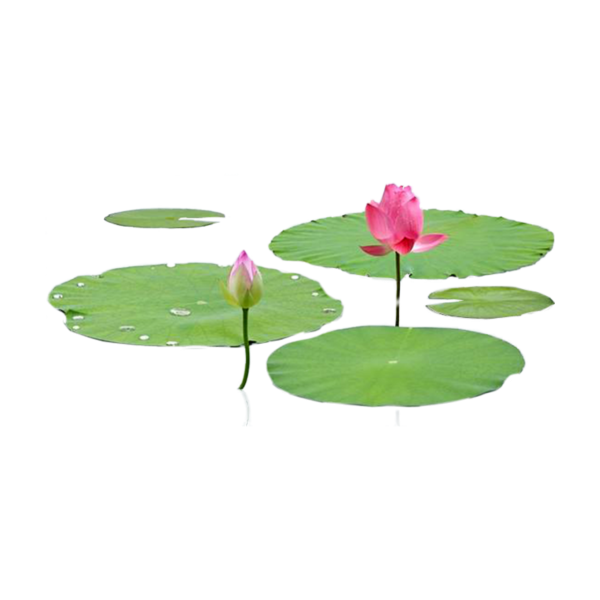 Водные растения клипарт