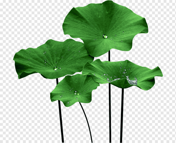 Лист лотоса 75h