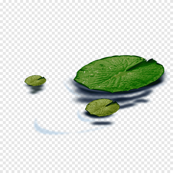 Лист кувшинки на прозрачном фоне