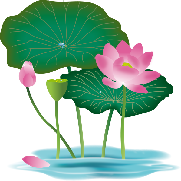 Кувшинка Лотос вектор