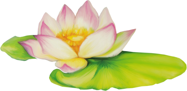 Кувшинка на белом фоне