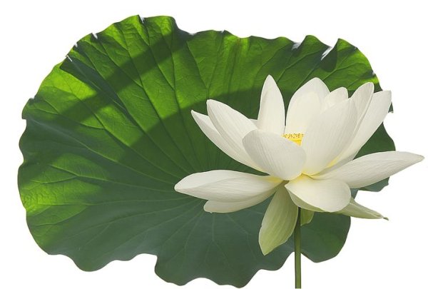 Кувшинка белая водяная Лилия