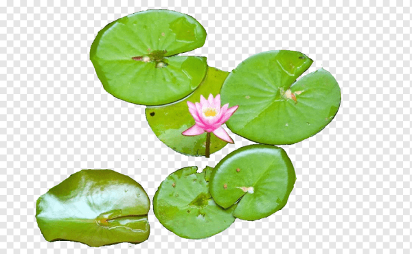 Лист кувшинки на прозрачном фоне