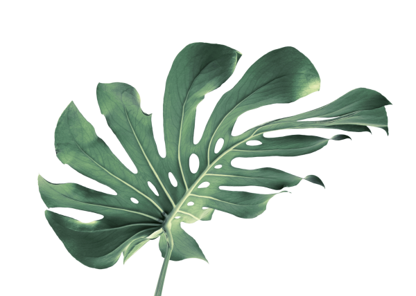 Monstera Leaf vector