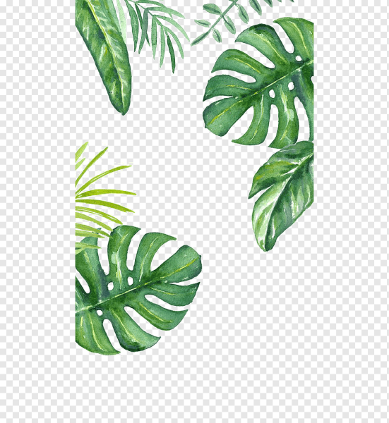 Монстера акварель