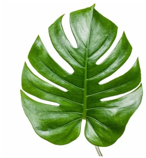 Тропические лист Monstera
