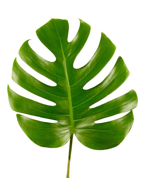 Листик монстеры