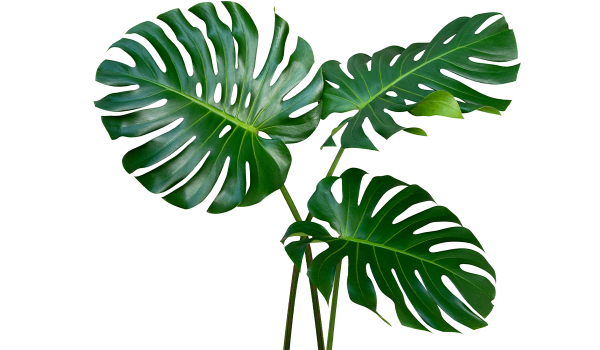 Монстера обигуа