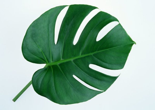 Крупные зеленые листья
