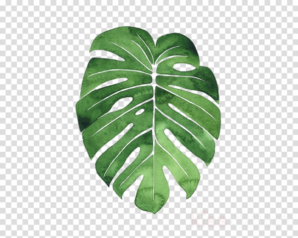 Листья Monstera вектор