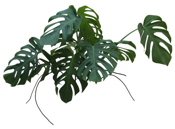 Монстера папоротник растения