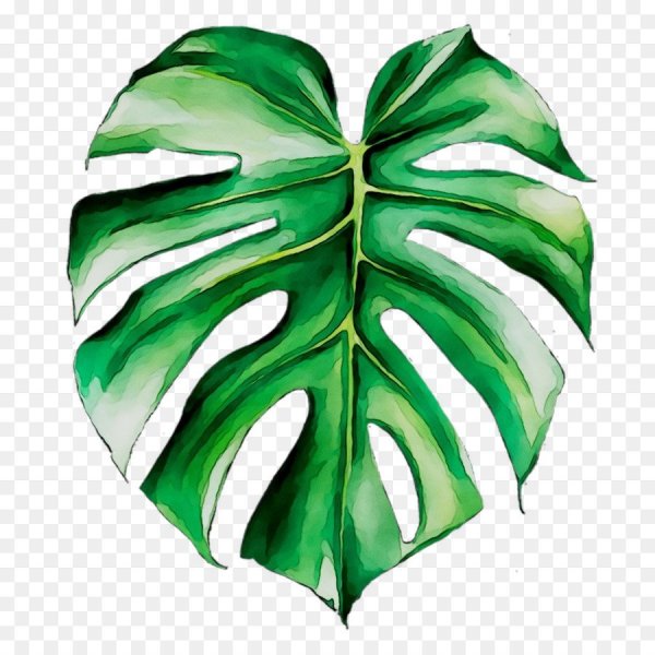 Тропические лист Monstera