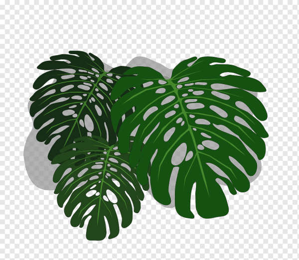 Филодендрон монстера листья