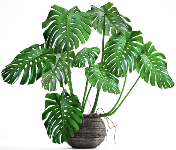 Монстера Делициоза (Monstera deliciosa)