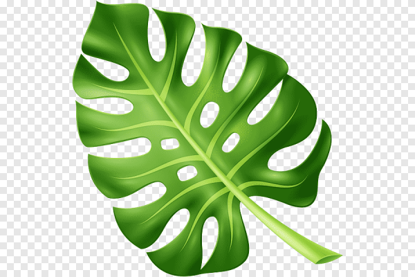 Лист монстеры