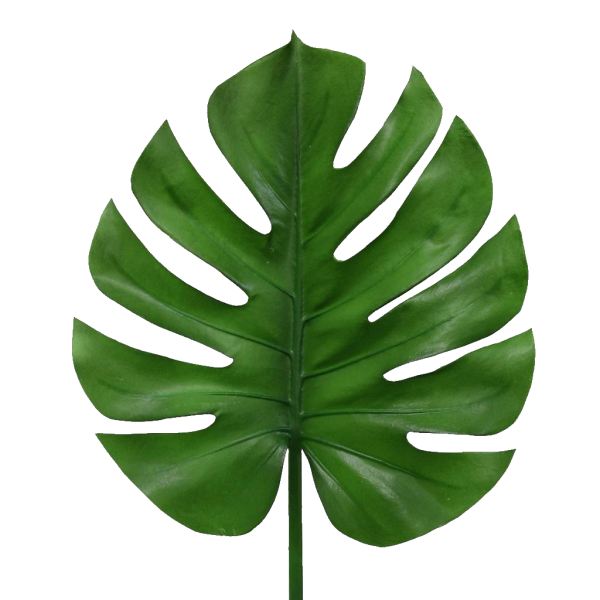 Тропические лист Monstera