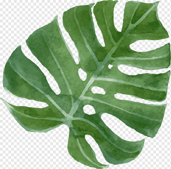 Листья тропических деревьев