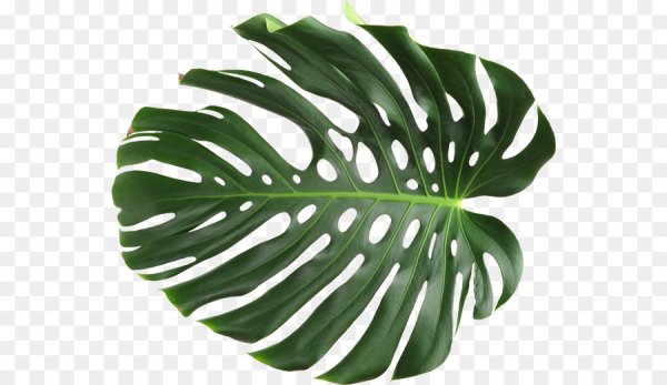 Монстера изометрия