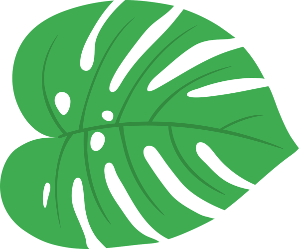 Монстера Вьюнок