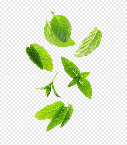 Листочки мяты