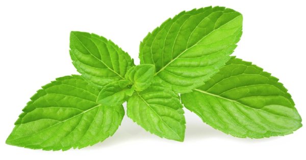 Ветка мяты