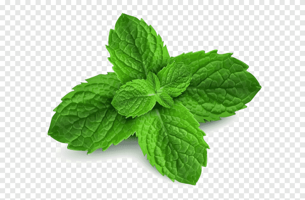 Мята перечная листья