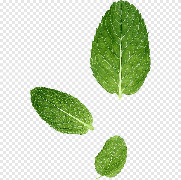 Мята перечная листик