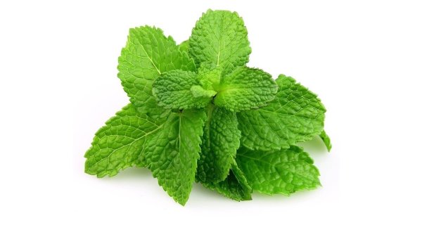 Мята без фона