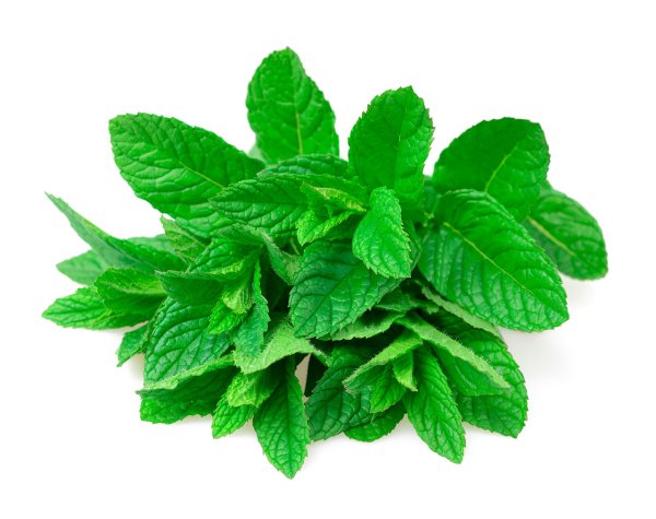 Мята для детей