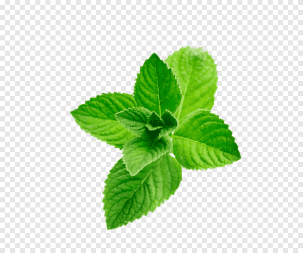 Мята перечная ментол