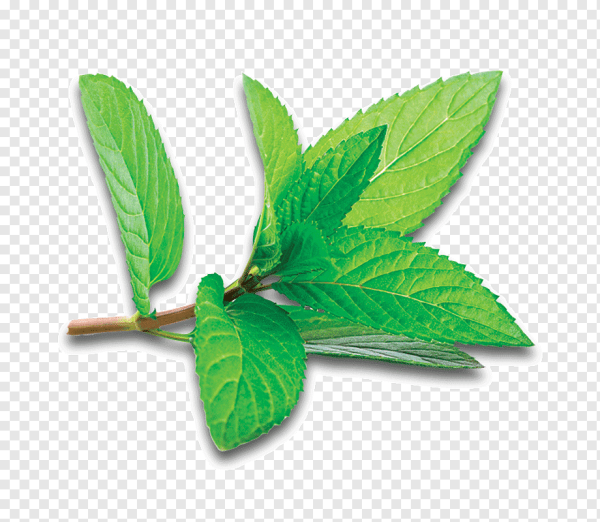 Перечная мята ветки