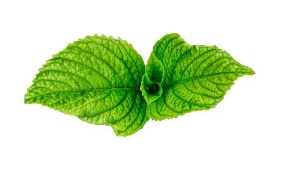 Листок мяты