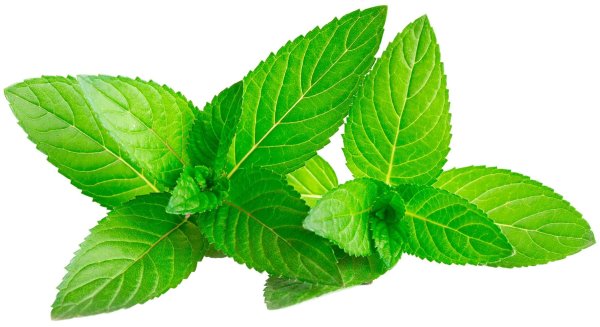 Мята перечная Мохито